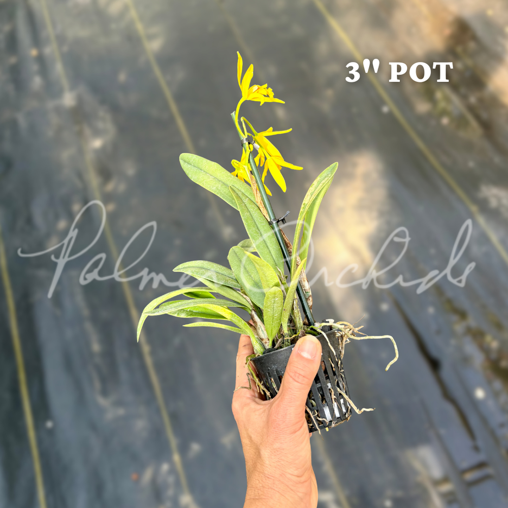 Cattleya Pixie Gold — Palmer Orchids